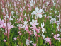 Preview: Prachtkerze Gaura lindheimerii Whirling Butterflies